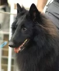 Nova