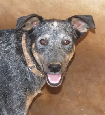 NOVA KEESHUND KOOLIE CROSS