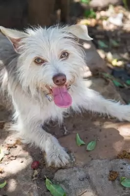Oscar