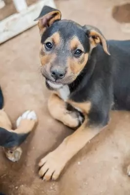 Otis