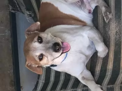Peanut