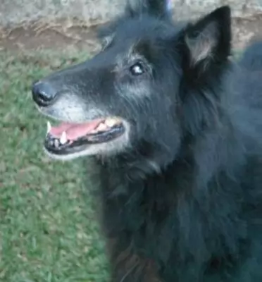 Penny - adoption pending
