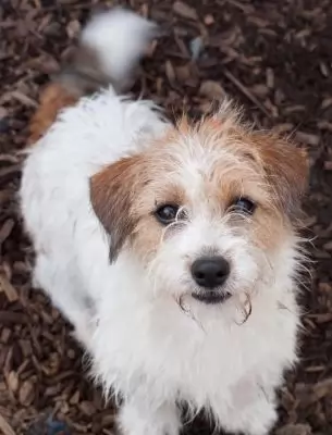 Peppy2 - on hold pending adoption