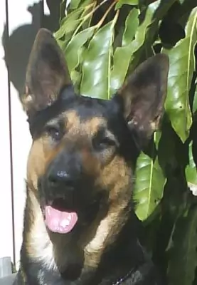 Phoenix - loving family dog