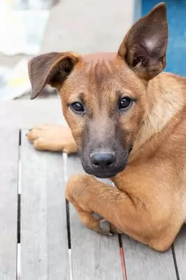 Piper
