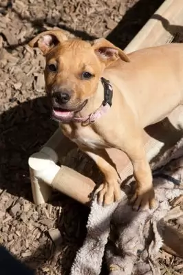 Pippa3