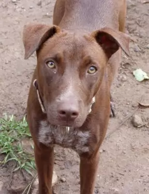 Red Male Kelpie cross dog