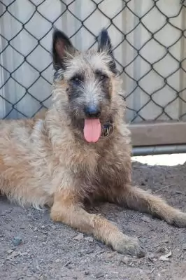 Remy aka Krinkle
