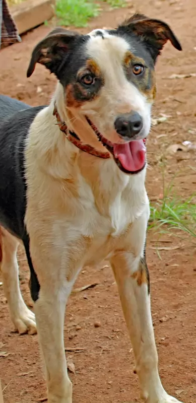 Reva