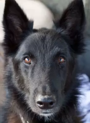 Rex