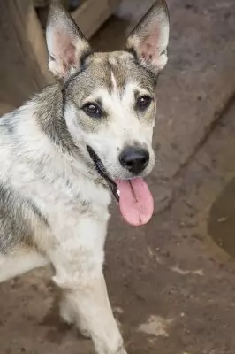 Rex