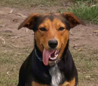Rex