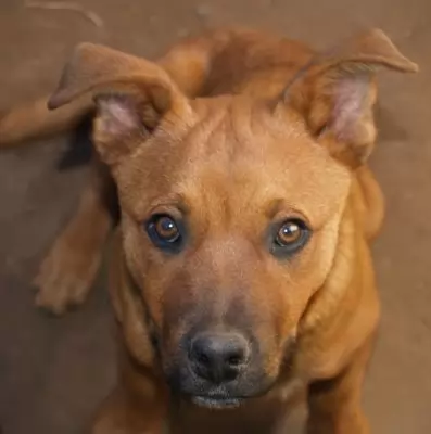 ROCKY - Roti Kelpie Cross