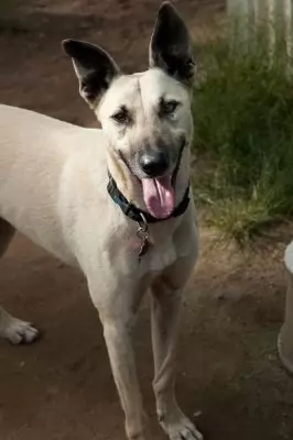 Roo