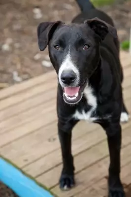 Rosco2