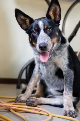 Roxie2