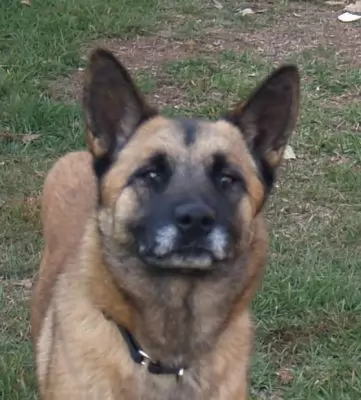 Roxy - Very Special Malinois Excellent at Agilitiy