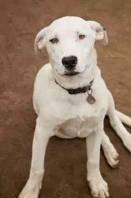 Rozi