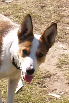 Ruby - a beautiful natured young dog