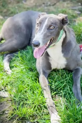 Sailor adoption pending
