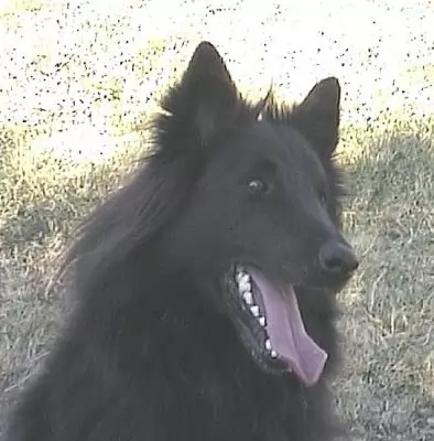 Samson - our senior citizen