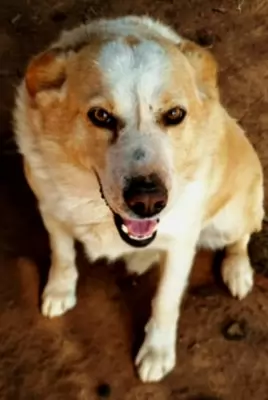 Sandy
