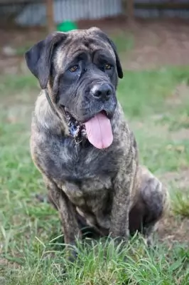 Sasha4 - on hold adoption pending