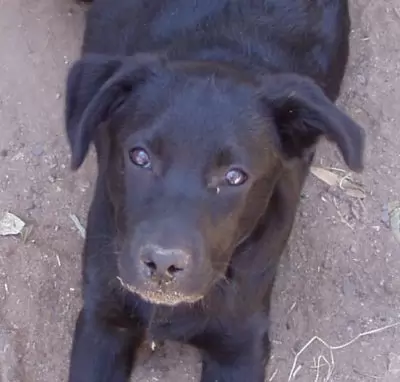 Saxon - adoption pending