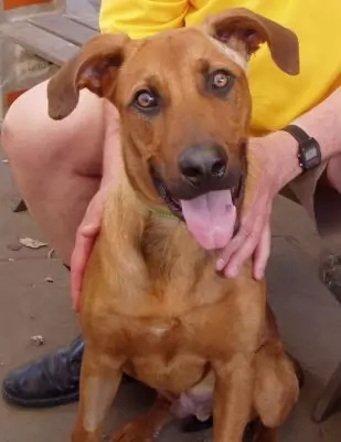 Scooby
