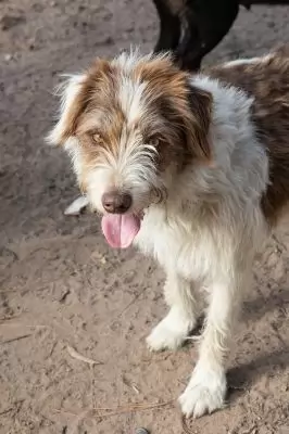 Shaggy