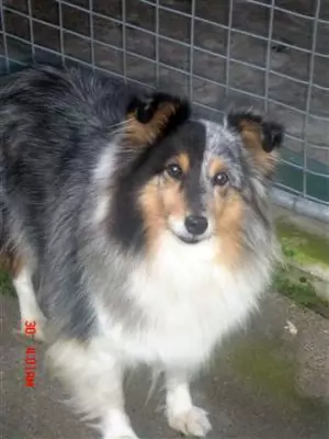 Sharie - a quiet companion dog