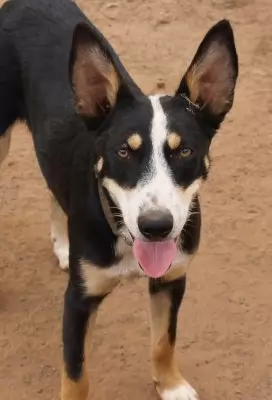 Sheila