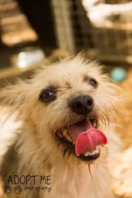 Spike - on hold adoption pending