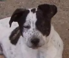 Spiro