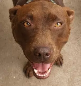 Staffy Kelpie Cross Miss Lizzy