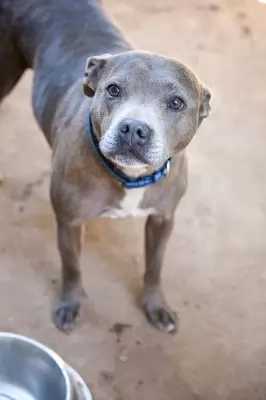 Stella Bella