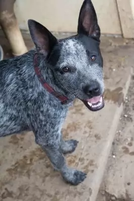 Stella Bella