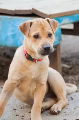 Stella2