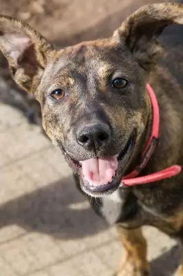 Suko