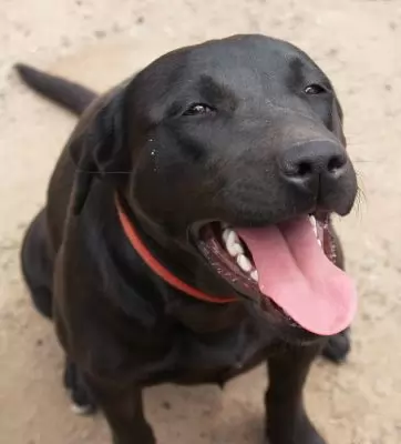 Summer - lovely family dog