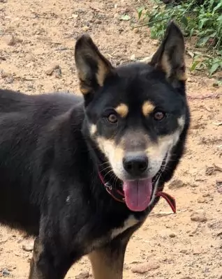 Toby - special needs partly deaf