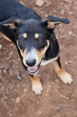 Toddi