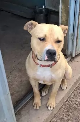 Tyson4