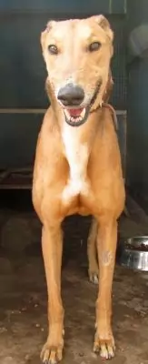 Vinnie