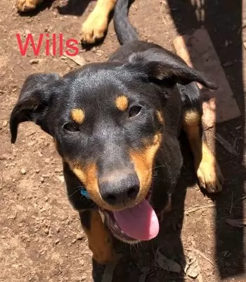 Wills