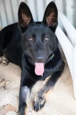 Winter - on hold pending adoption