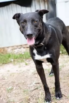 Woofy