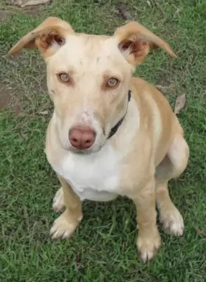 Yani - Our beautiful Dingo cross - Adoption Pending