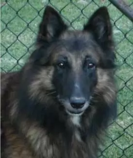 Zanny - adoption pending