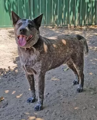 Zinc aka Blink adoption pending